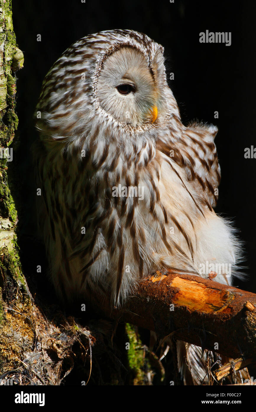 ural owl (Strix uralensis), sunbathing on a branch, Sweden Stock Photo