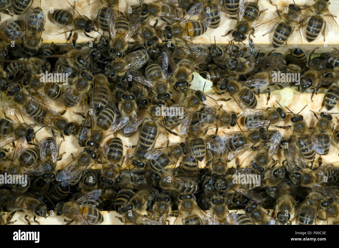 Honigbienen, Biene; Apis; mellifera Stock Photo