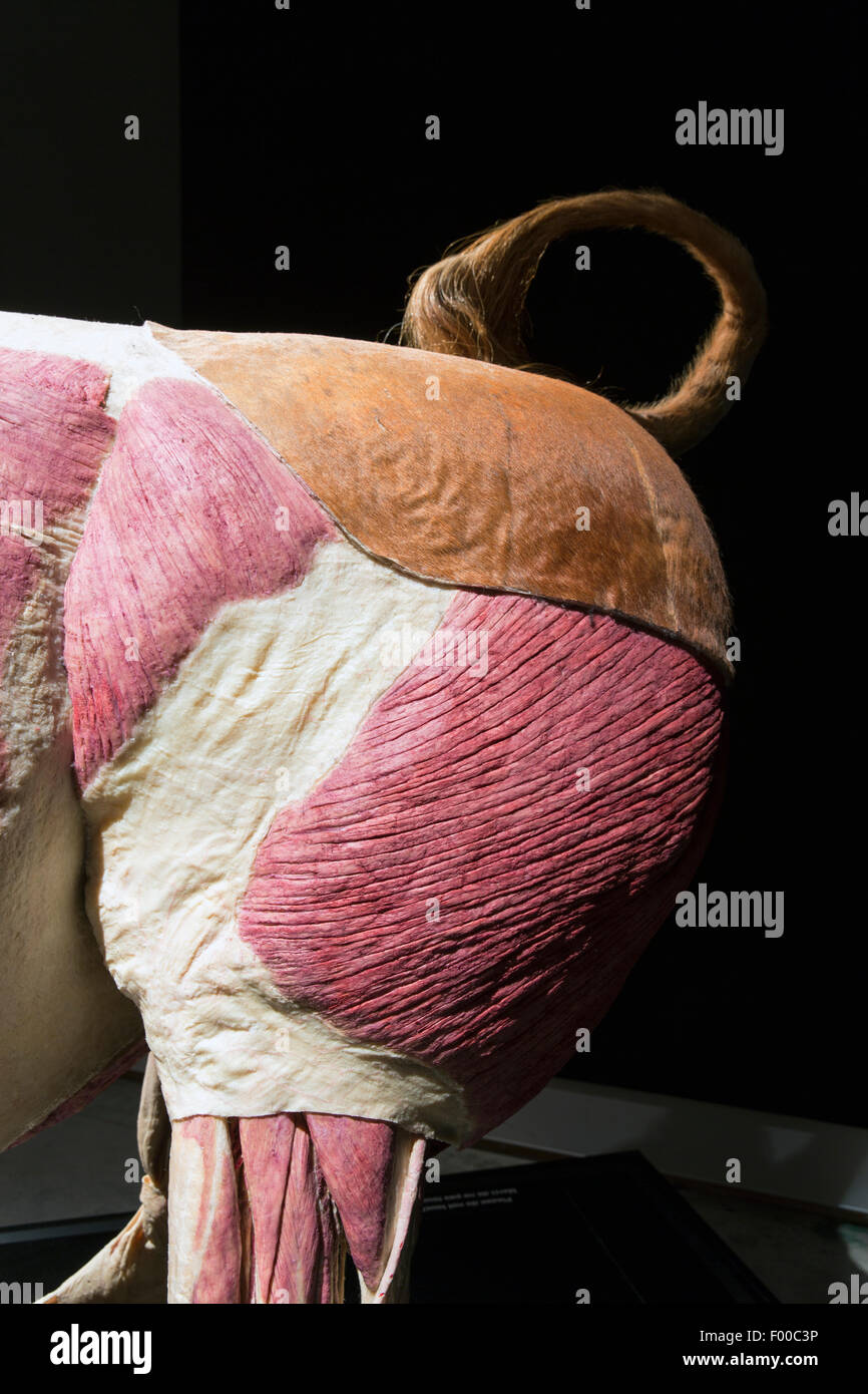 Canada,Ontario,Ottawa, Canadian Museum of Nature, Animal Inside Out exhibit, hind of a bull Stock Photo
