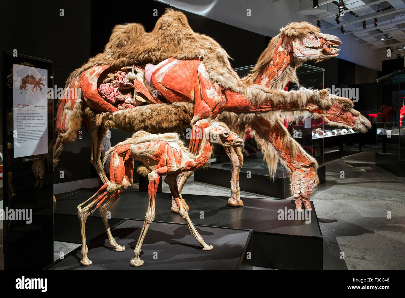 Canada,Ontario,Ottawa, Canadian Museum of Nature, Animal Inside Out exhibit, camels Stock Photo