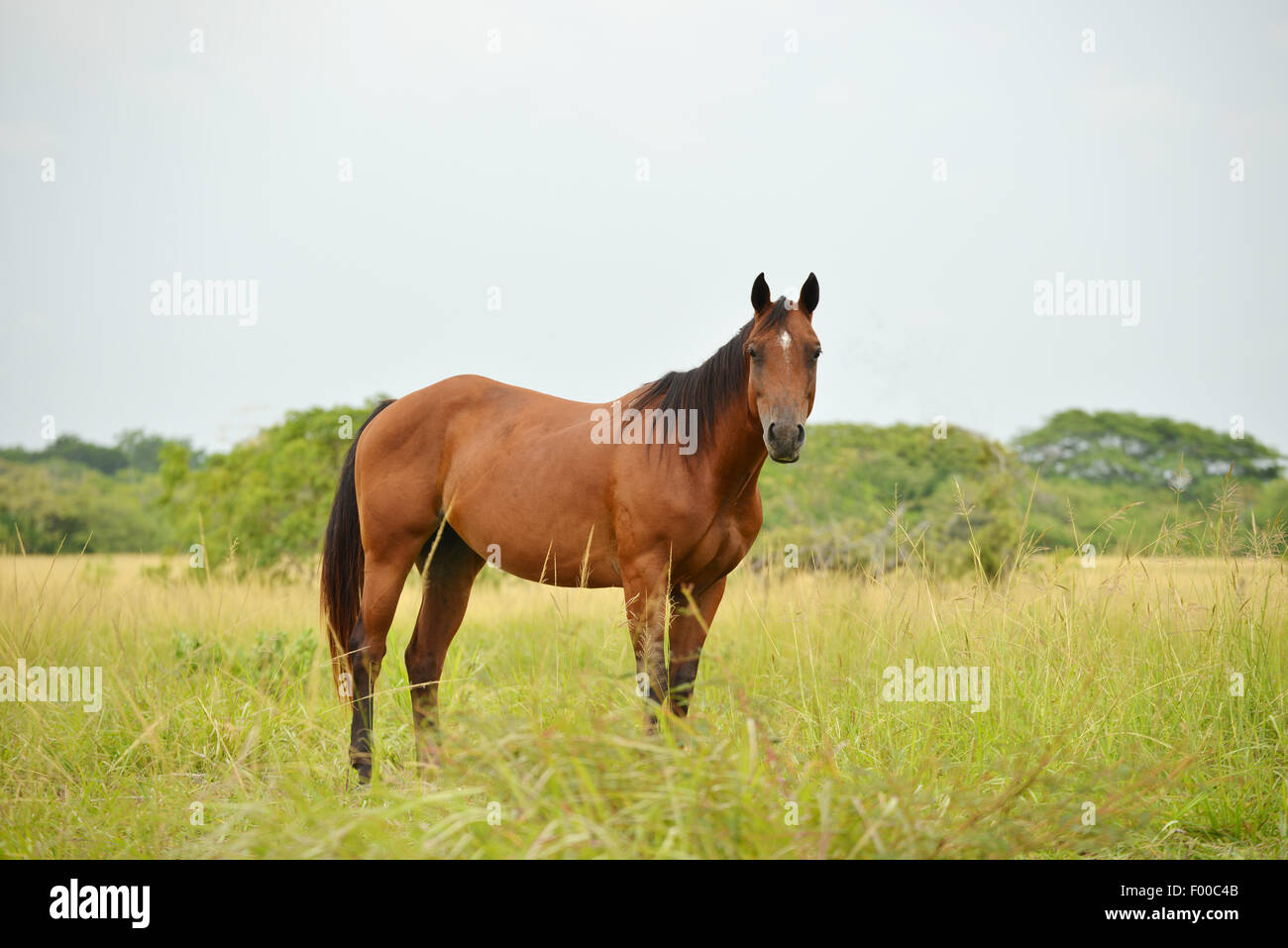Quarter horse stallion standing in a field with tall grass Stock Photo