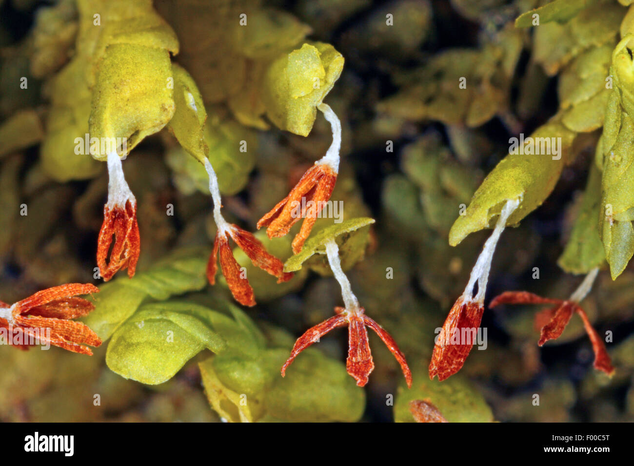 Flat-leaved Scalewort (Radula complanata), capsules, Germany Stock Photo
