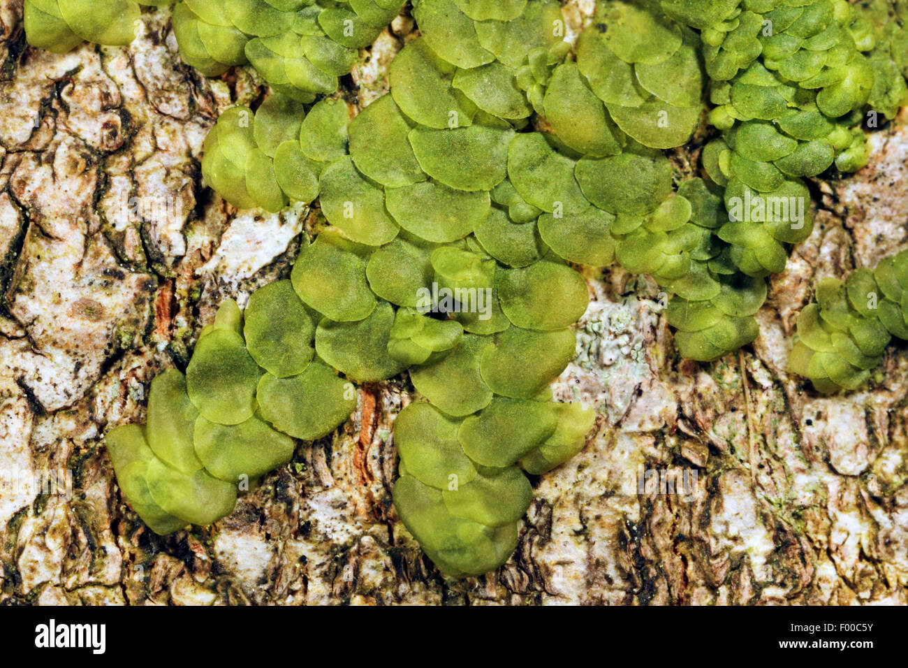 Flat-leaved Scalewort (Radula complanata), on bark, Germany Stock Photo