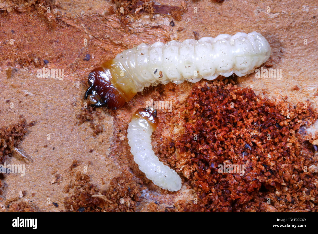 Ribbed pine borer, Ribbed pine-borer (Rhagium inquisitor), larva, Germany Stock Photo