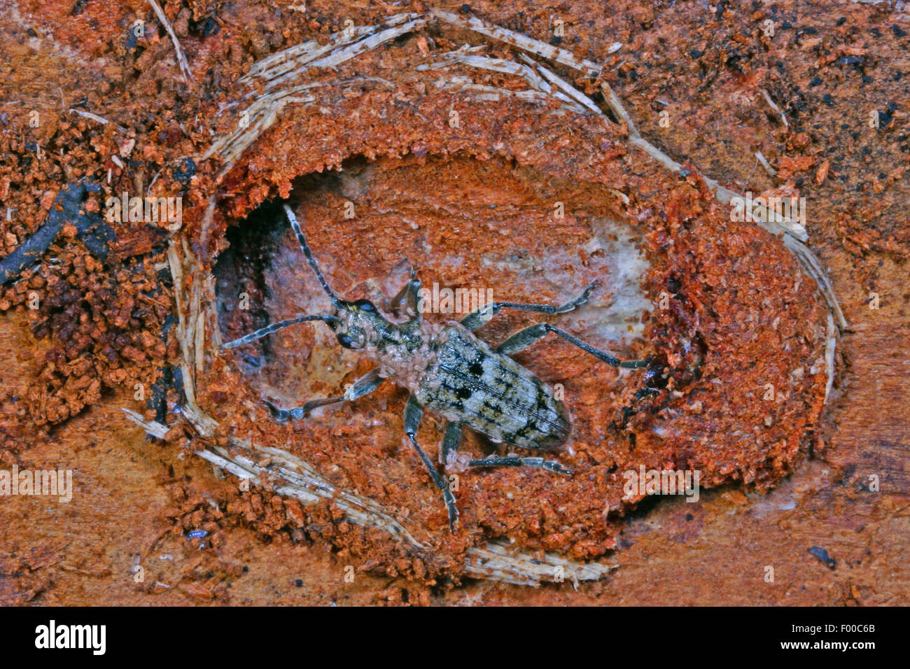 Ribbed pine borer, Ribbed pine-borer (Rhagium inquisitor), hibernation in a sealed cell with pupa, Germany Stock Photo