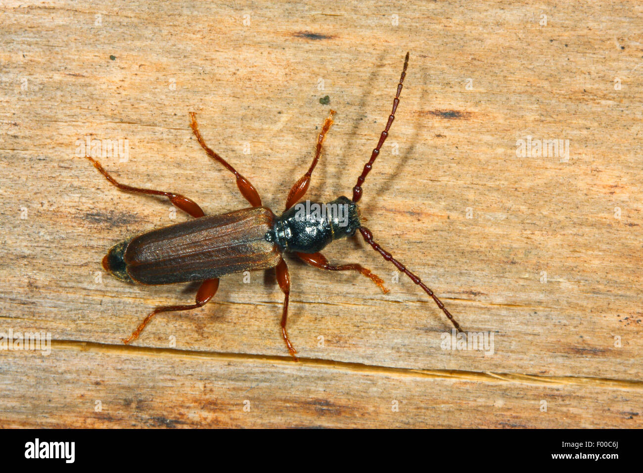 Black spruce beetle, Black spruce long-horn beetle, European spruce longhorn beetle (Tetropium castaneum, Tetropium luridum), on deadwood, Germany Stock Photo