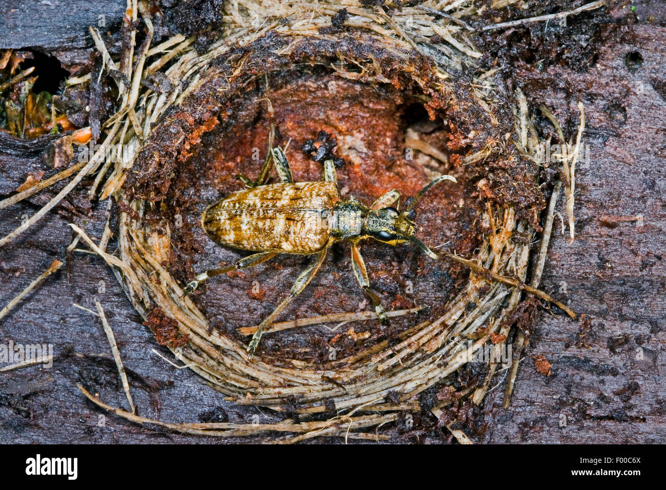 Ribbed pine borer, Ribbed pine-borer (Rhagium inquisitor), hibernation in a sealed cell with pupa, Germany Stock Photo