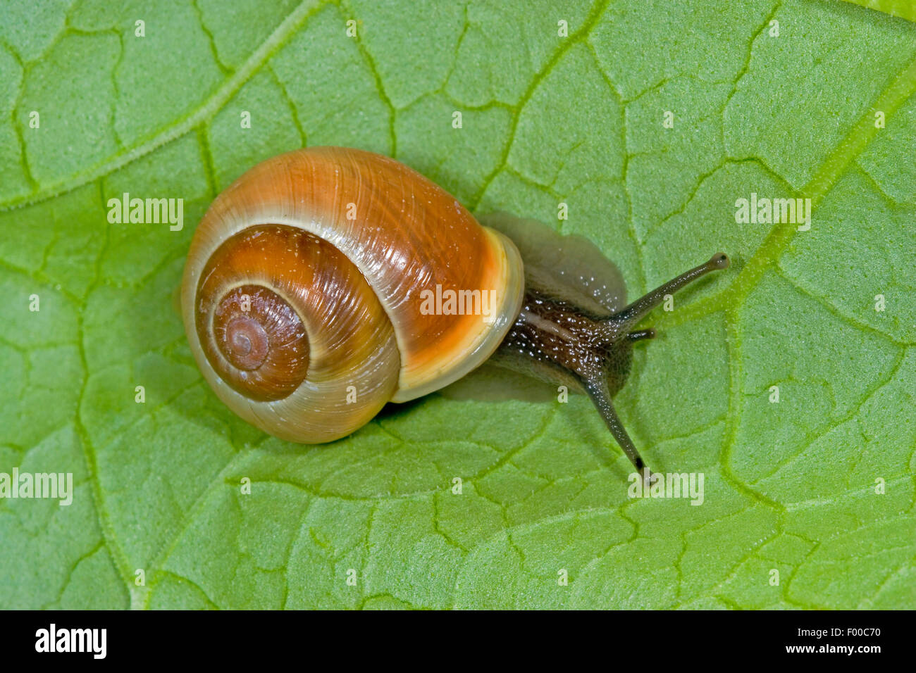White-lip gardensnail, White-lipped snail, Garden snail, Smaller banded snail (Cepaea hortensis), banded snail on a leaf, Germany Stock Photo