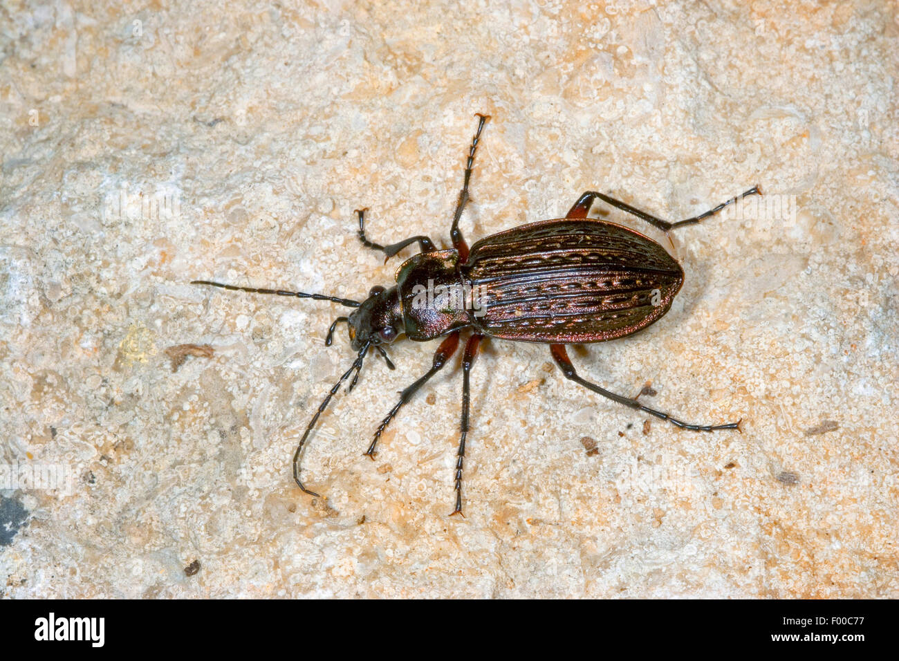Cancellate ground beetle (Carabus cancellatus, Tachypus cancellatus), on a stone, Germany Stock Photo