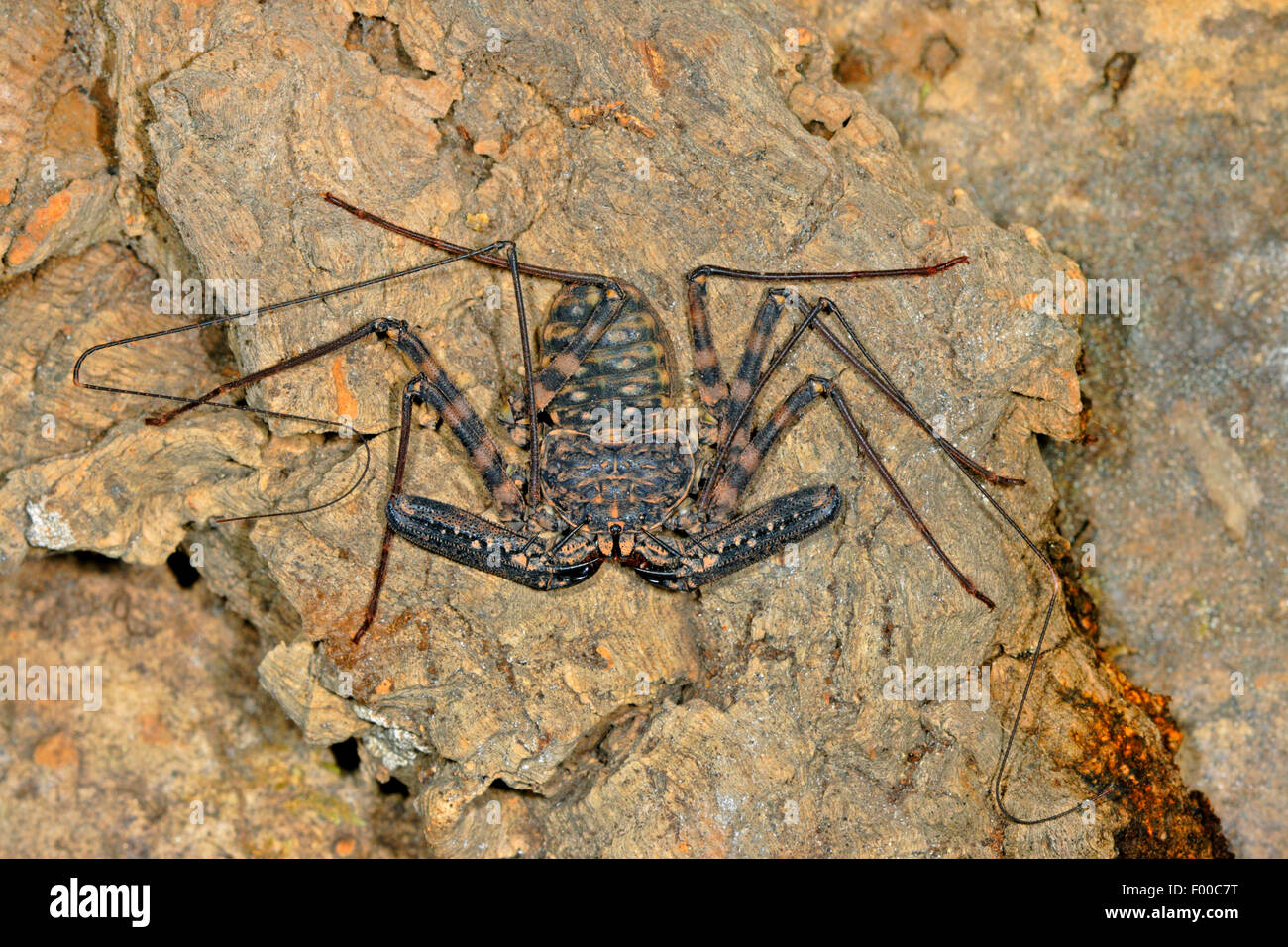 Whip spider, Whipscorpion, Tanzanian Giant Tailless Whipscorpion, Whip scorpion (Damon variegatus), on bark Stock Photo