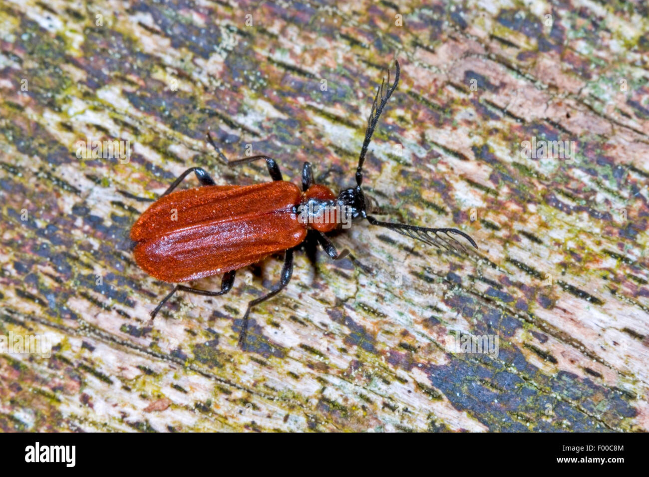 Orange-coloured fire beetle (Schizotus pectinicornis), on bark, Germany Stock Photo