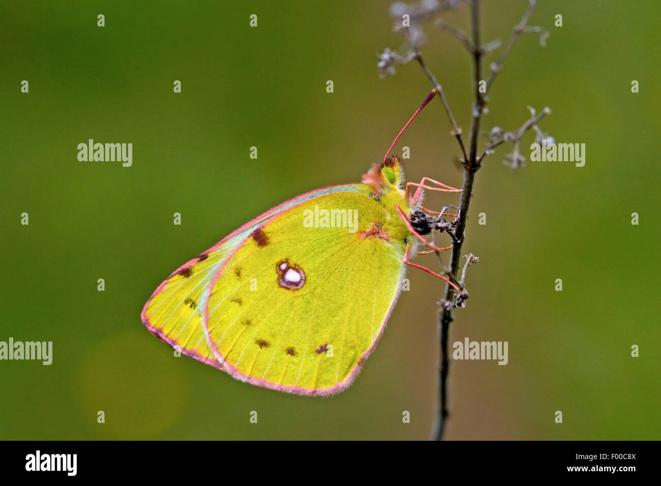 Pale Clouded Yellow (Colias hyale), sitting at a stem with wings folded, Germany Stock Photo