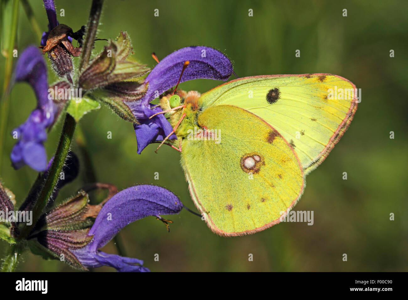 Pale Clouded Yellow (Colias hyale), at blooming sage, Germany Stock Photo