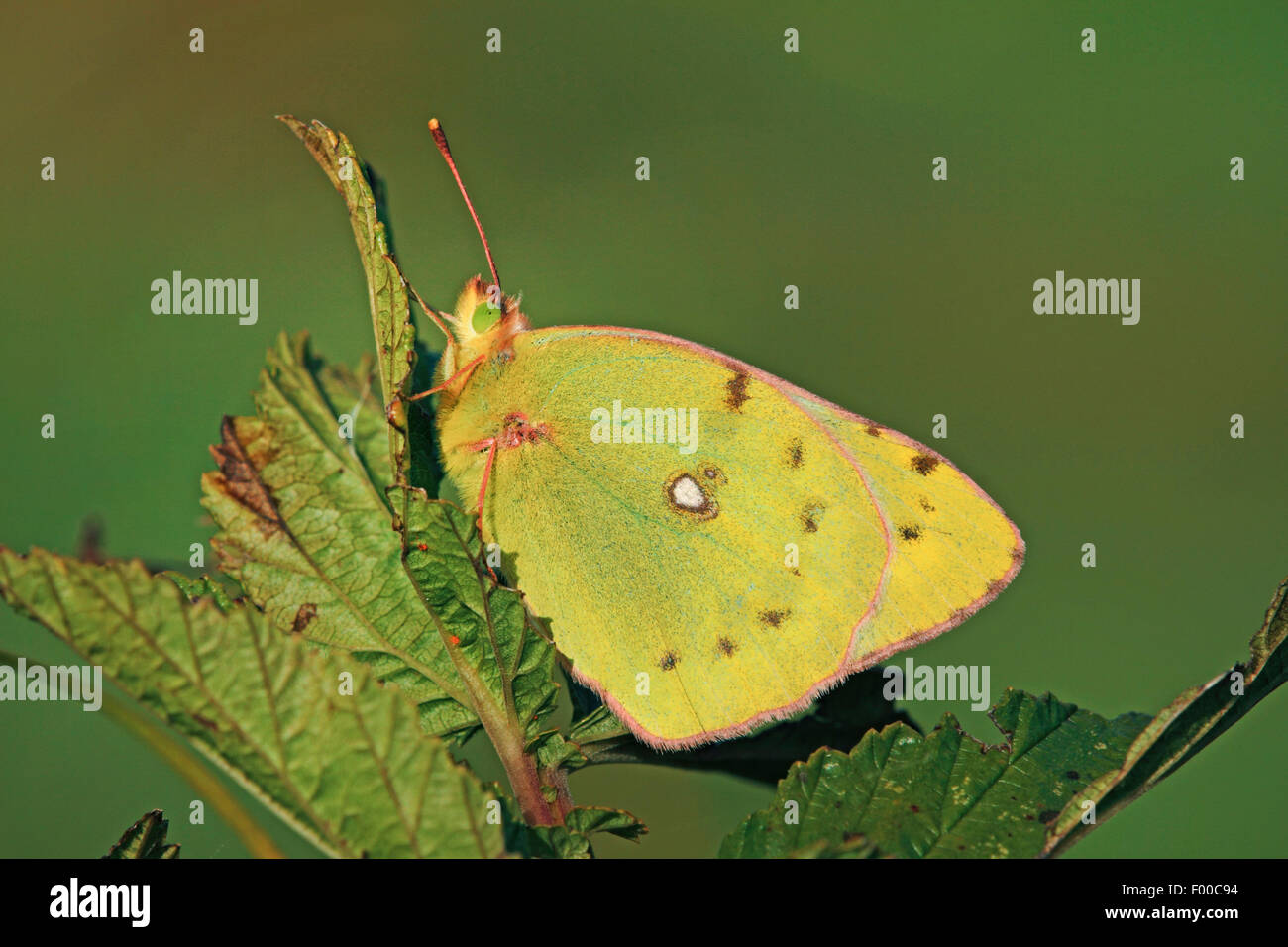 Pale Clouded Yellow (Colias hyale), sitting on a leaf with wings folded, Germany Stock Photo