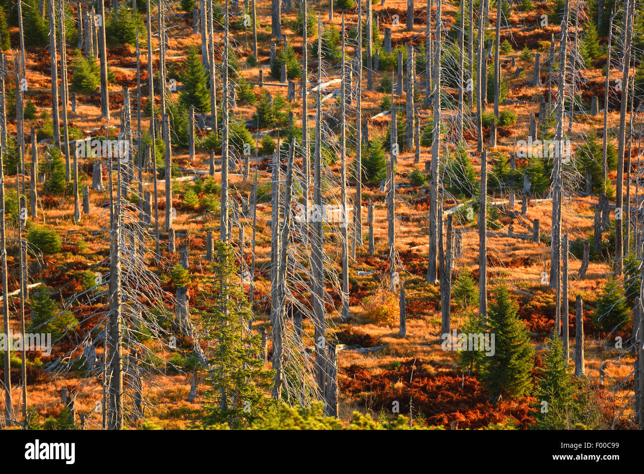 Norway spruce (Picea abies), landscape of a dead Norway spruce forest killed by bark beetle (Scolytidae), Germany, Bavaria, Bavarian Forest National Park Stock Photo