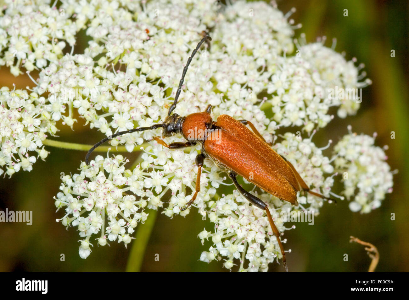Red Longhorn Beetle (Anoplodera rubra, Stictoleptura rubra, Leptura rubra, Corymbia rubra, Aredolpona rubra), female, Germany Stock Photo