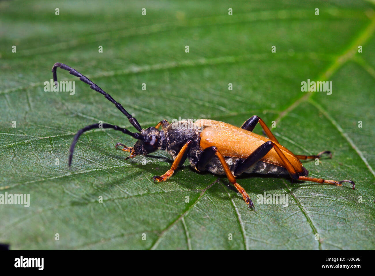 Red Longhorn Beetle (Anoplodera rubra, Stictoleptura rubra, Leptura rubra, Corymbia rubra, Aredolpona rubra), male, Germany Stock Photo