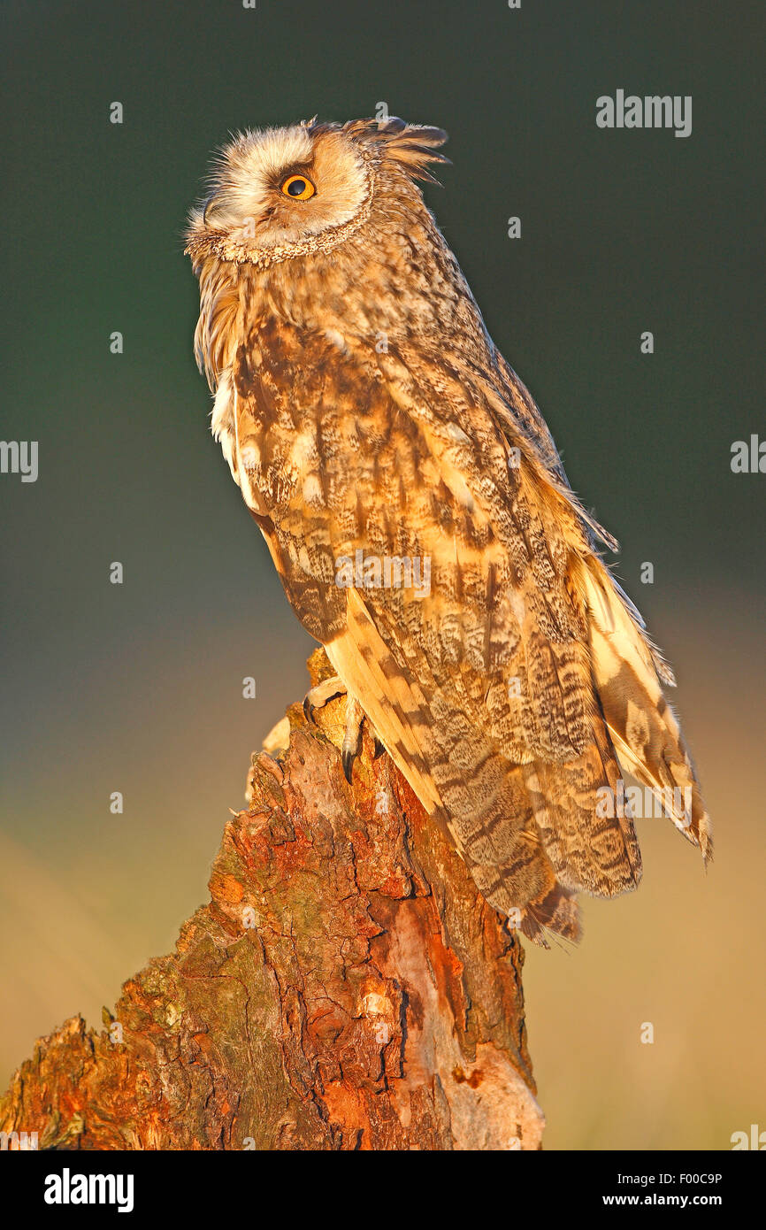 long-eared owl (Asio otus), perching on tree stump at forest's edge in evening light, Belgium Stock Photo