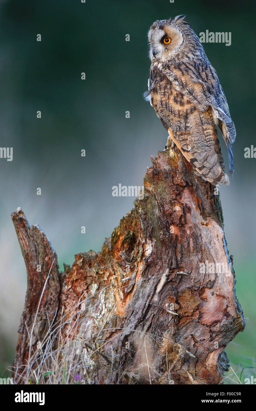 long-eared owl (Asio otus), perching on tree stump at forest's edge in evening light, Belgium Stock Photo