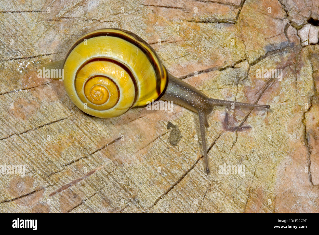brownlipped snail, grove snail, grovesnail, English garden snail, larger banded snail, banded