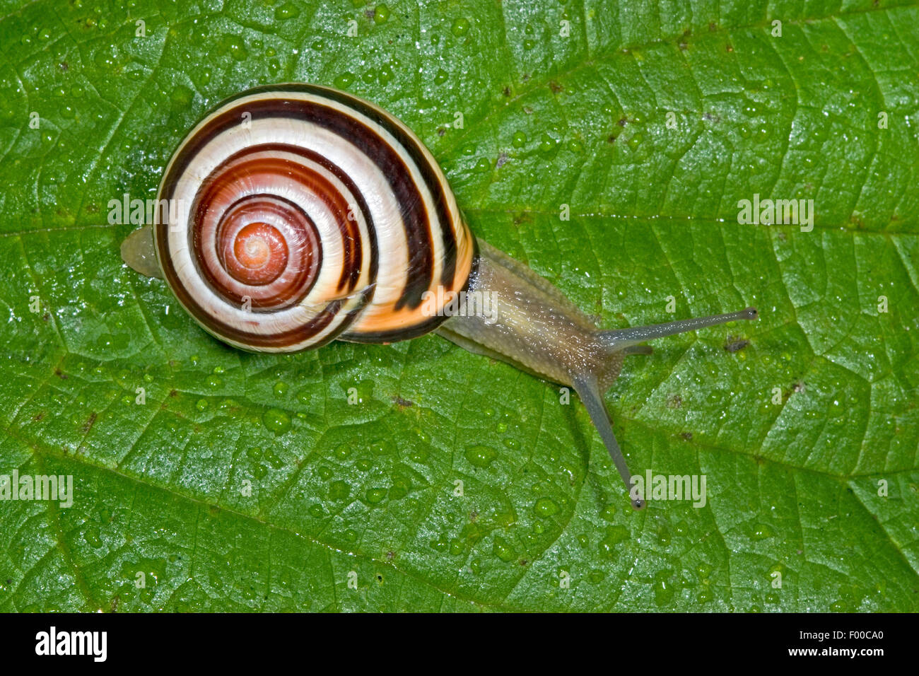 brownlipped snail, grove snail, grovesnail, English garden snail