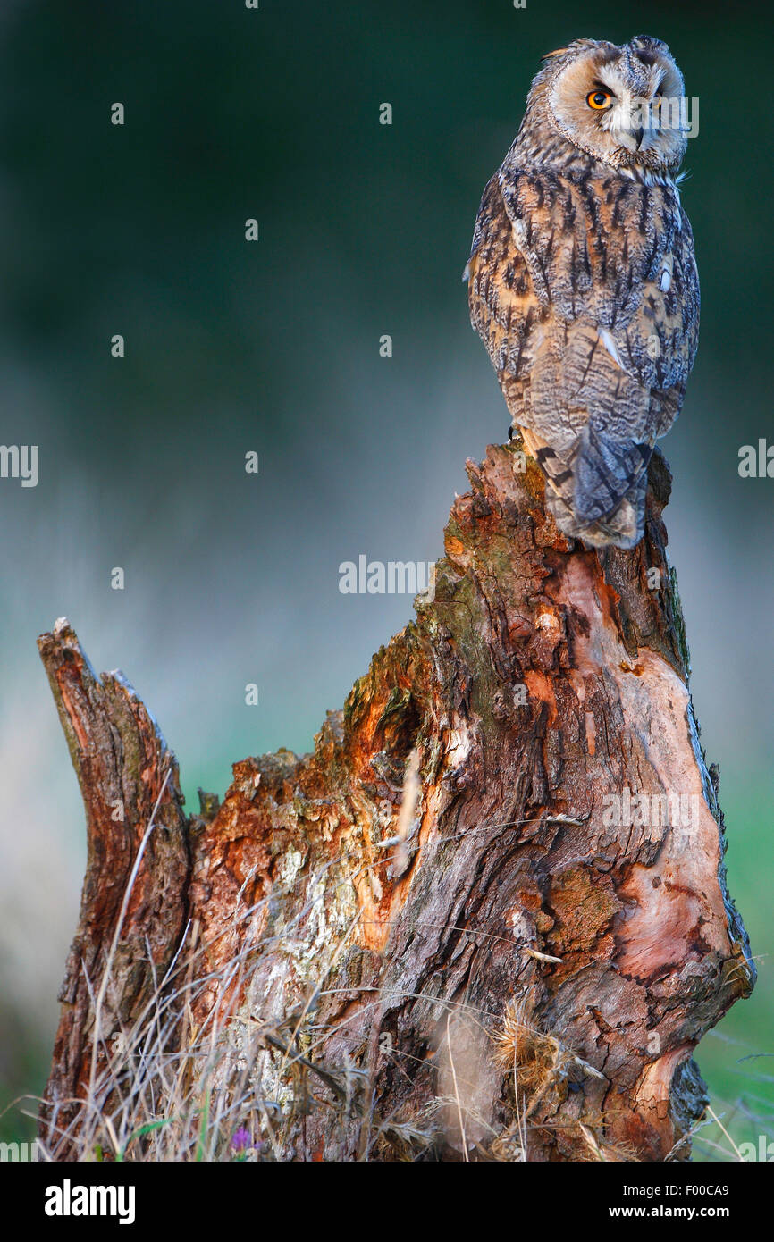 long-eared owl (Asio otus), perching on tree stump at forest's edge in evening light, Belgium Stock Photo