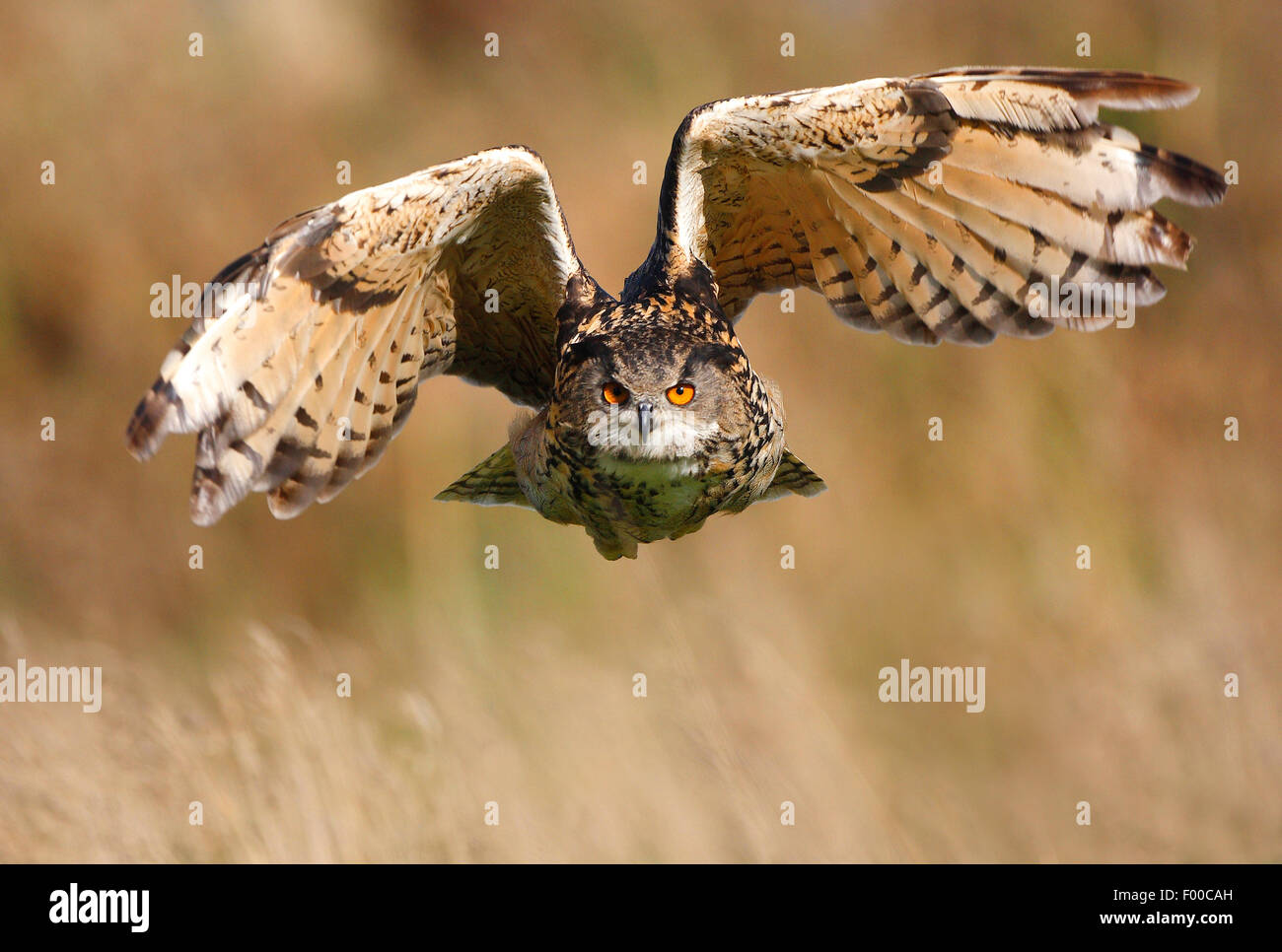 northern eagle owl (Bubo bubo), in flight over dried grass, Belgium Stock Photo