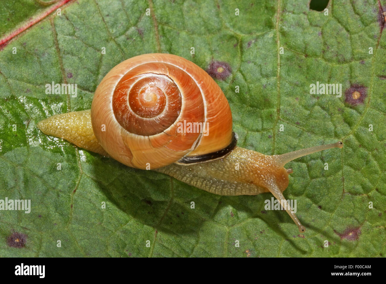 brownlipped snail, grove snail, grovesnail, English garden snail, larger banded snail, banded