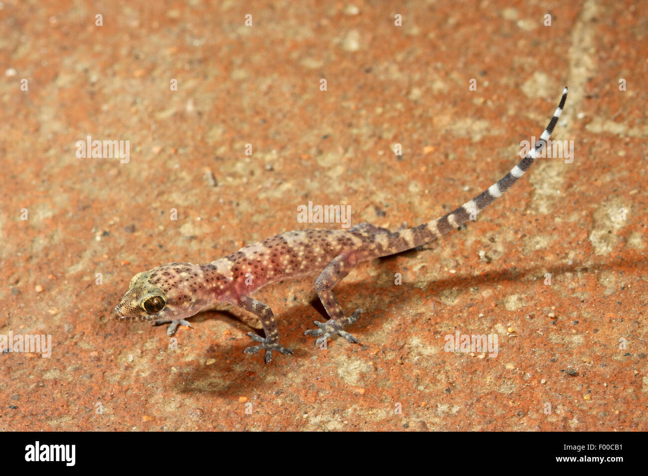 Turkish gecko, Mediterranean gecko (Hemidactylus turcicus), portrait
