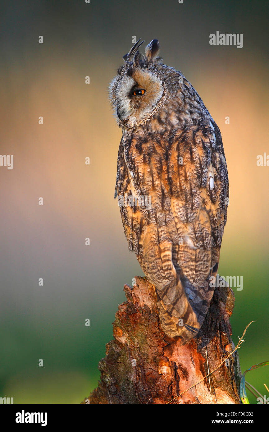 long-eared owl (Asio otus), perching on tree stump at forest's edge in evening light, Belgium Stock Photo