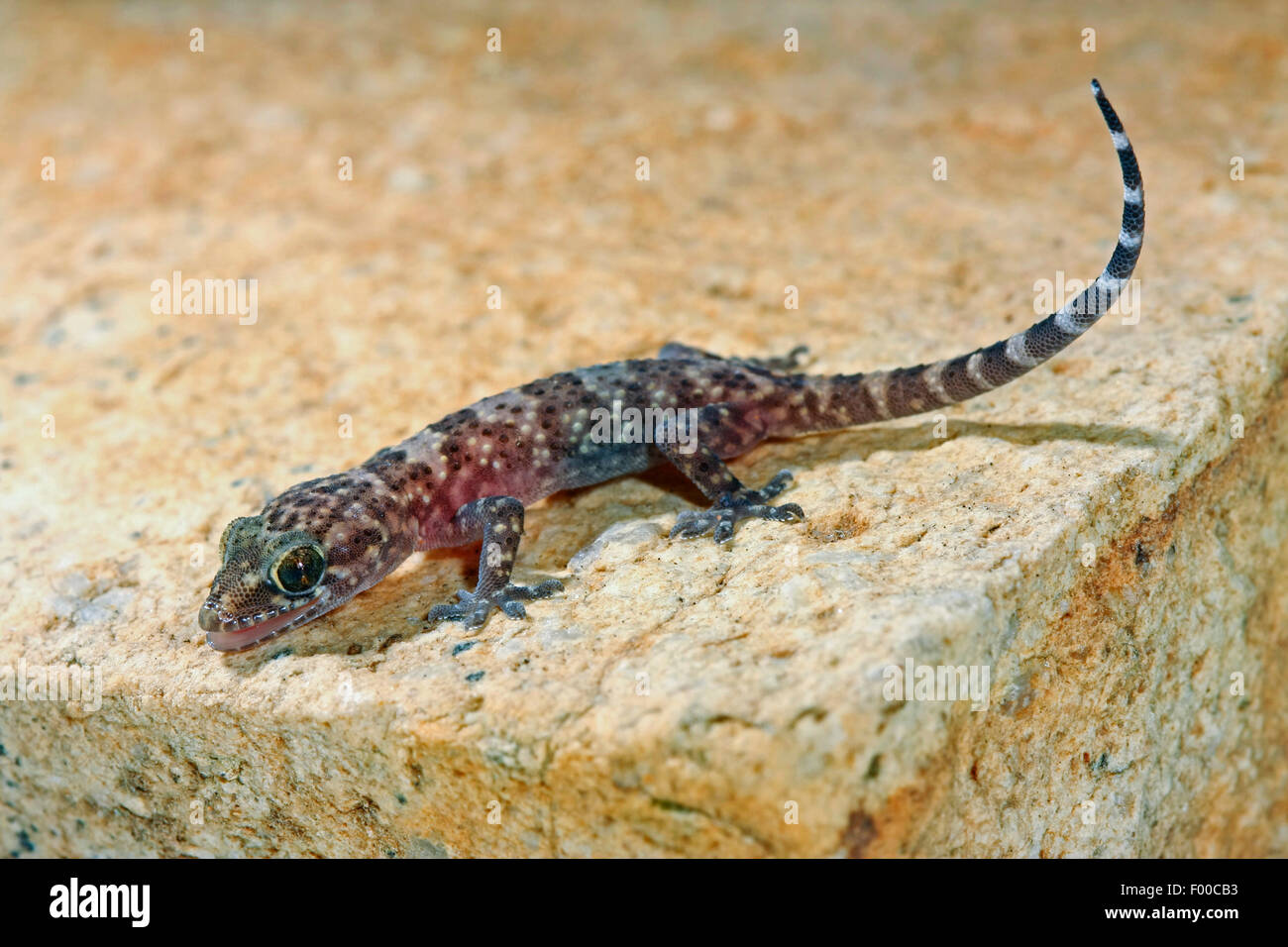 Turkish gecko, Mediterranean gecko (Hemidactylus turcicus), on a wall