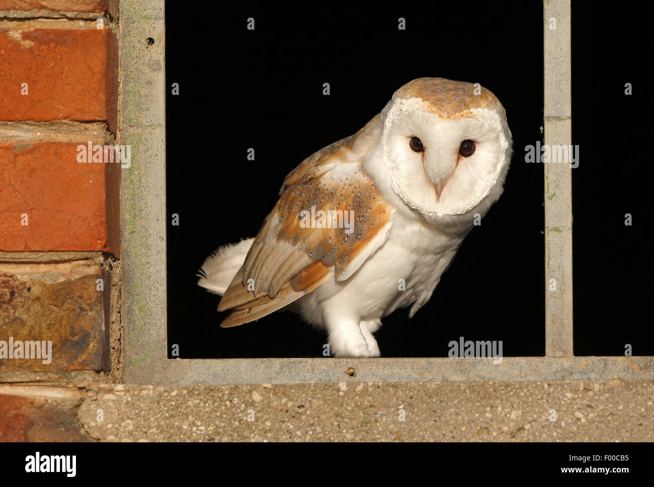 Barn owl (Tyto alba), sitting in the open window of a barn, Belgium Stock Photo