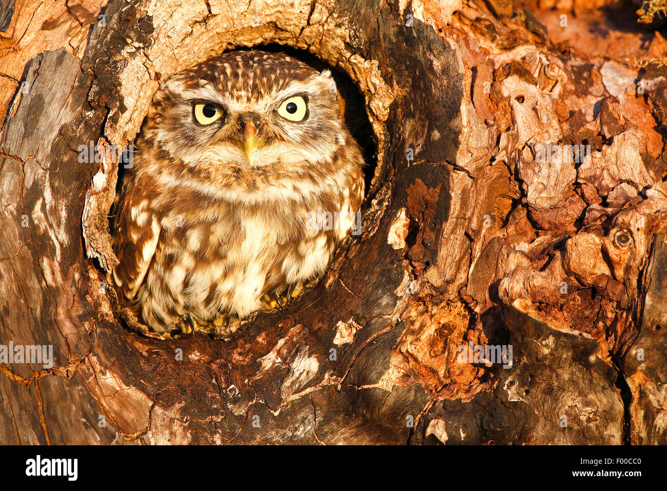little owl (Athene noctua), sitting in a knothole and looking out, nest hole, Belgium Stock Photo