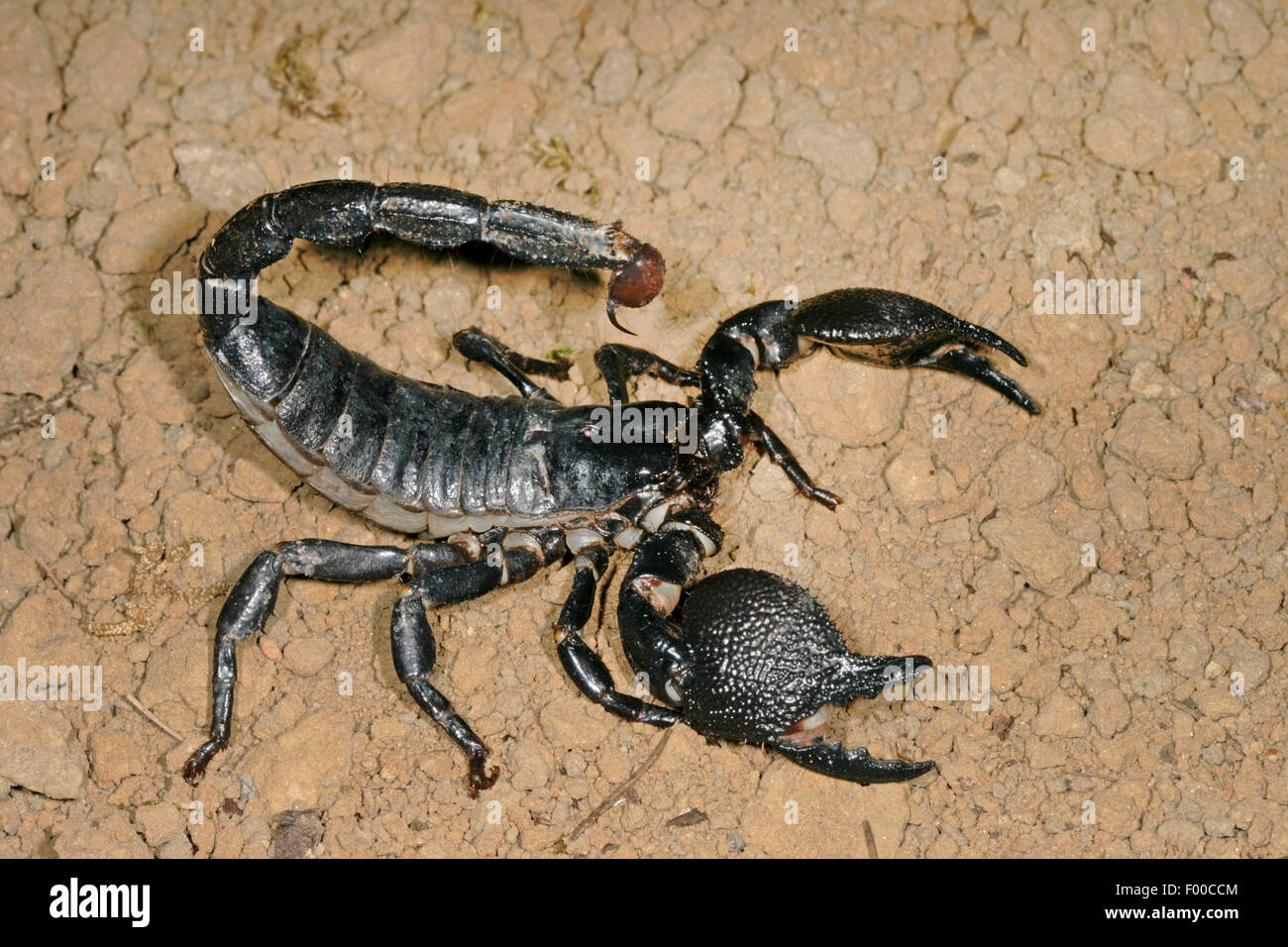 Common emperor scorpion (Pandinus imperator), on the ground Stock Photo