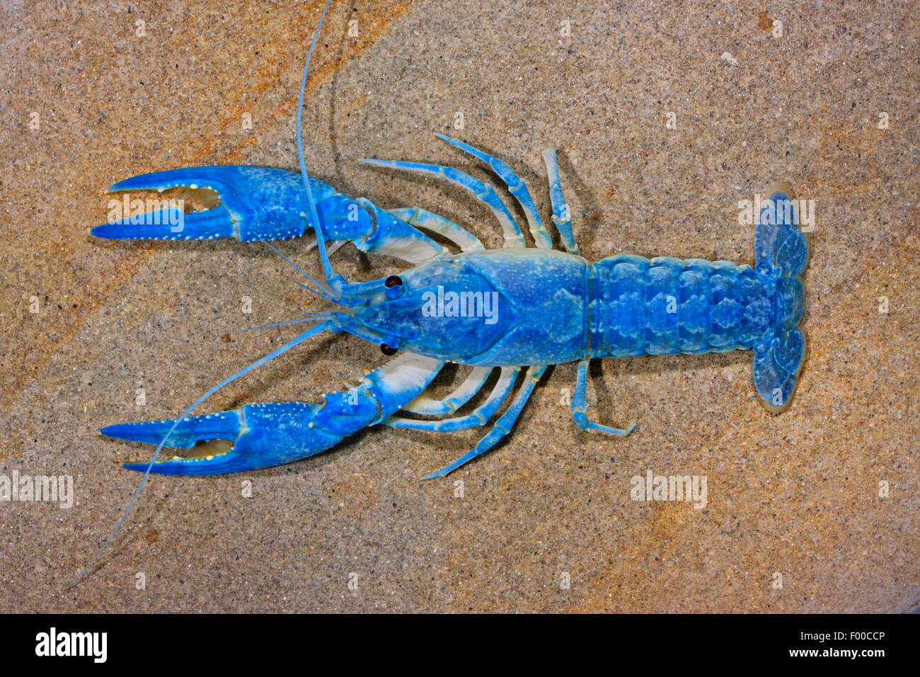 Orconectes immunis hi-res stock photography and images - Alamy