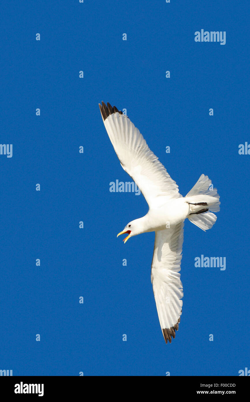 mew gull (Larus canus), in flight in the blue sky, Norway Stock Photo