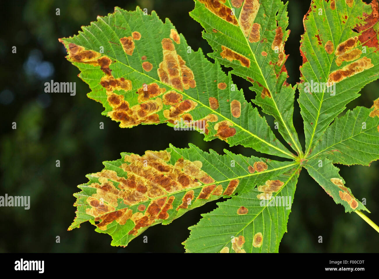 Horse chestnut leafminer, Horse chestnut leafminer, Horsechestnut