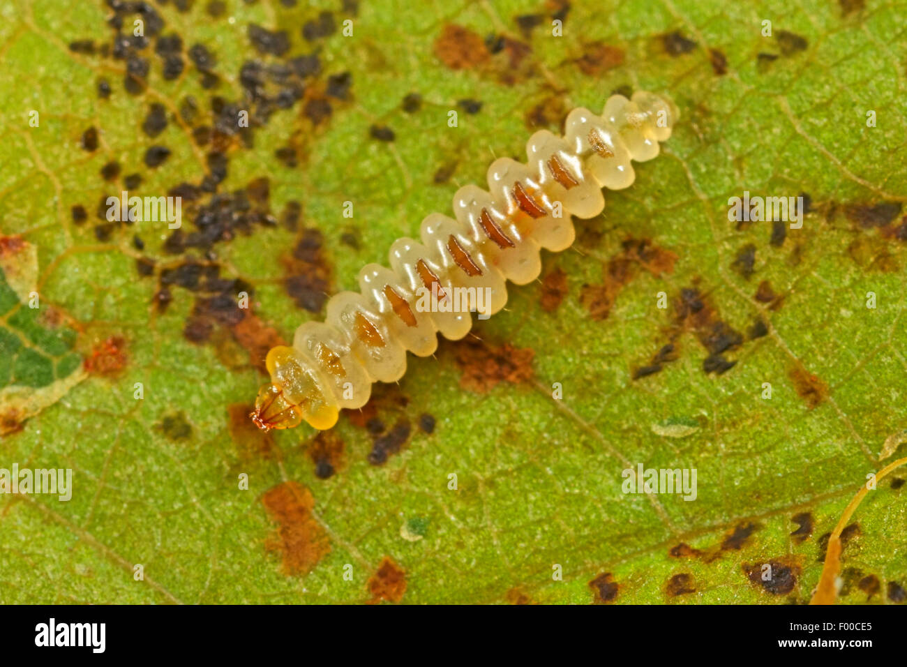 Horse chestnut leafminer, Horse chestnut leafminer, Horsechestnut