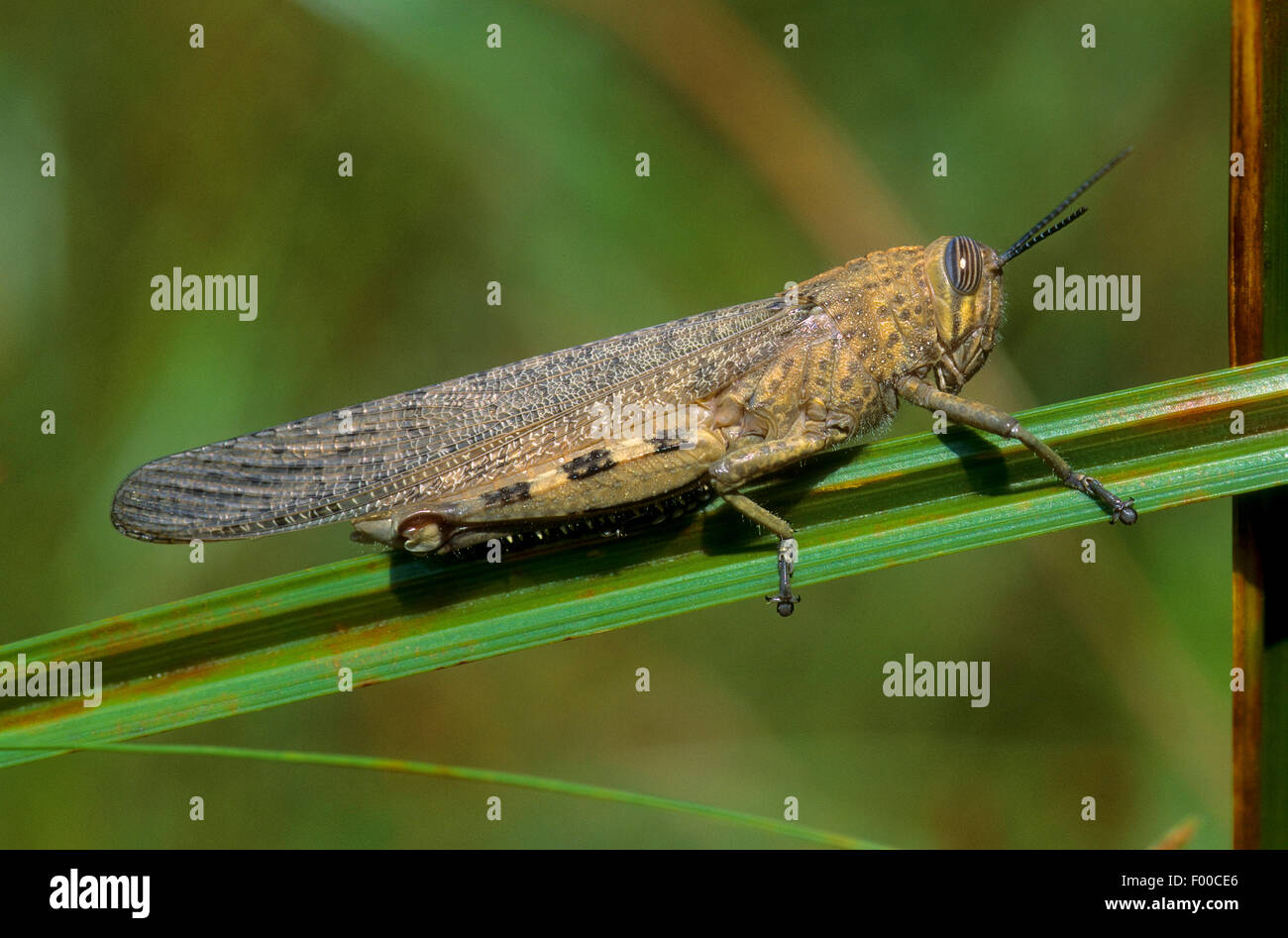 Egyptian grasshopper, Egyptian Locust (Anacridium aegyptium, Anacridium aegypticum), on a blade of grass Stock Photo
