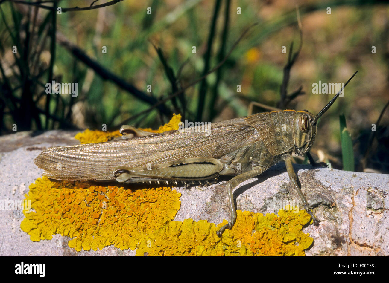 Egyptian grasshopper, Egyptian Locust (Anacridium aegyptium, Anacridium aegypticum), sits on a stone covered with lichens Stock Photo