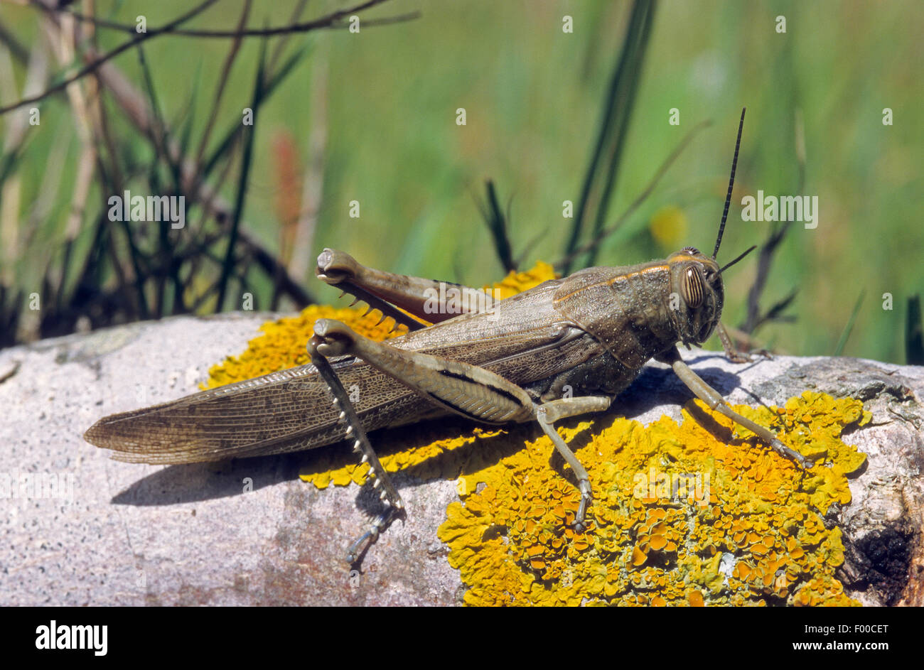 Egyptian grasshopper, Egyptian Locust (Anacridium aegyptium, Anacridium aegypticum), sits on a stone covered with lichens Stock Photo