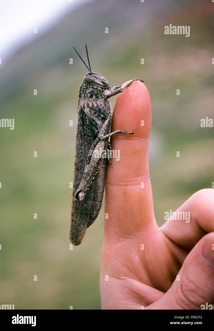 Egyptian grasshopper, Egyptian Locust (Anacridium aegyptium, Anacridium aegypticum), on a finger Stock Photo