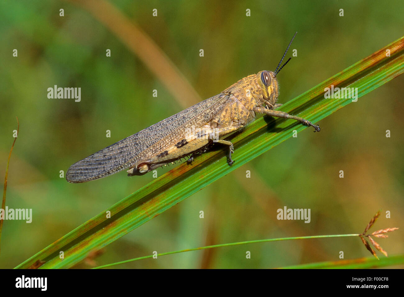 Egyptian grasshopper, Egyptian Locust (Anacridium aegyptium, Anacridium aegypticum), on a blade of grass Stock Photo
