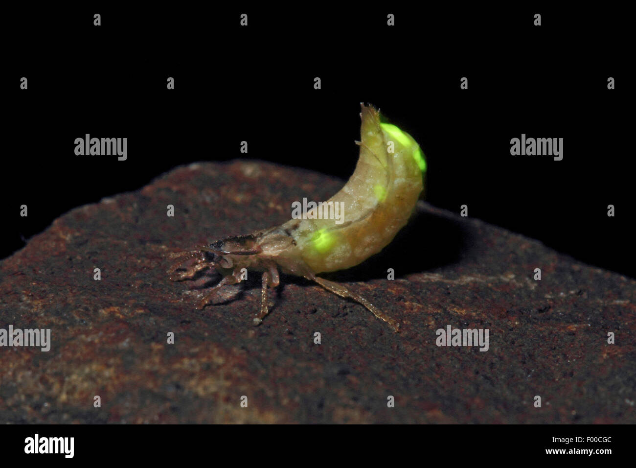 small lightning beetle (Lamprohiza splendidula, Phausis splendidula), female with light-emitting organ, shining, Germany Stock Photo