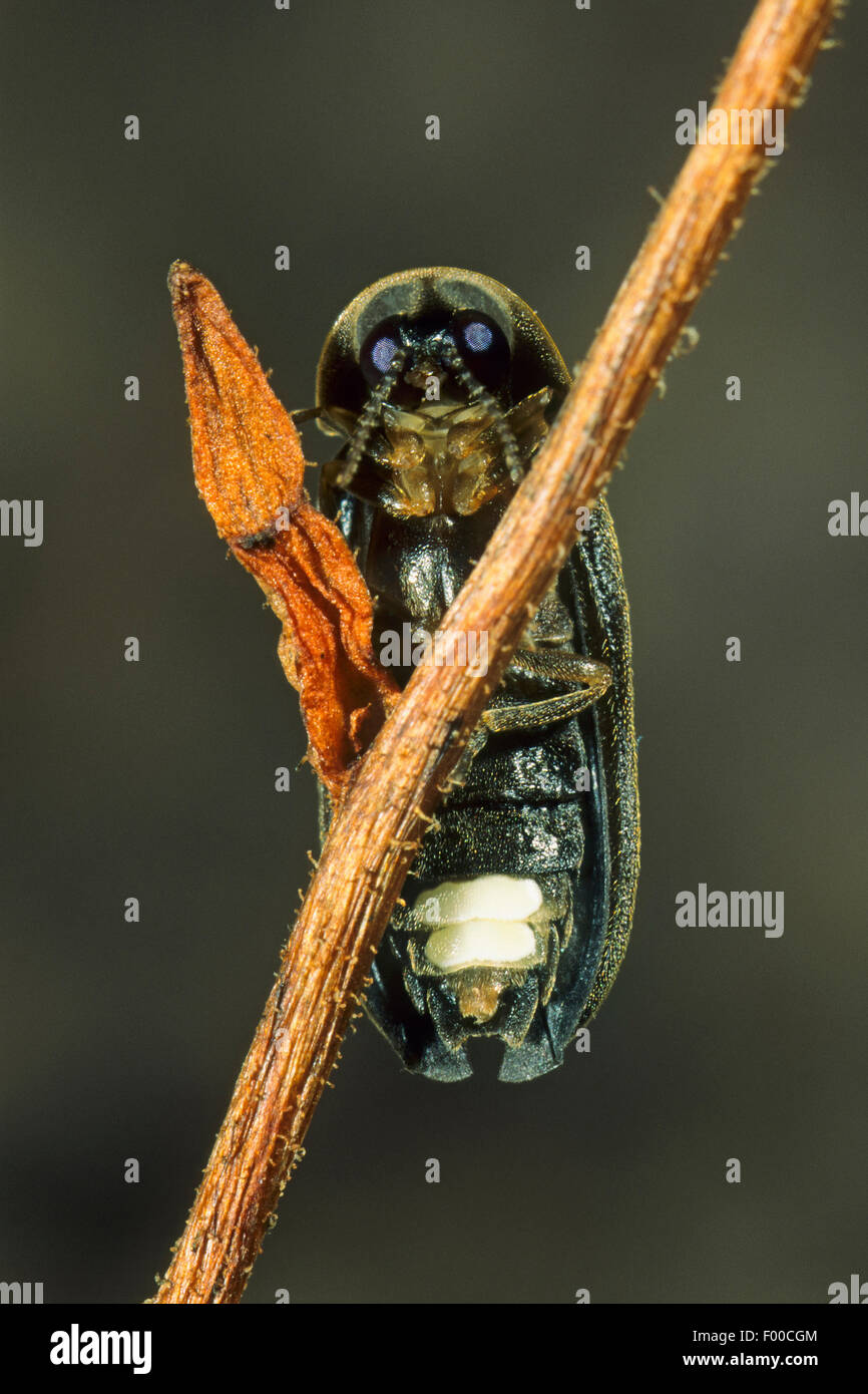 small lightning beetle (Lamprohiza splendidula, Phausis splendidula), male with light-emitting organs on abdomen, Germany Stock Photo
