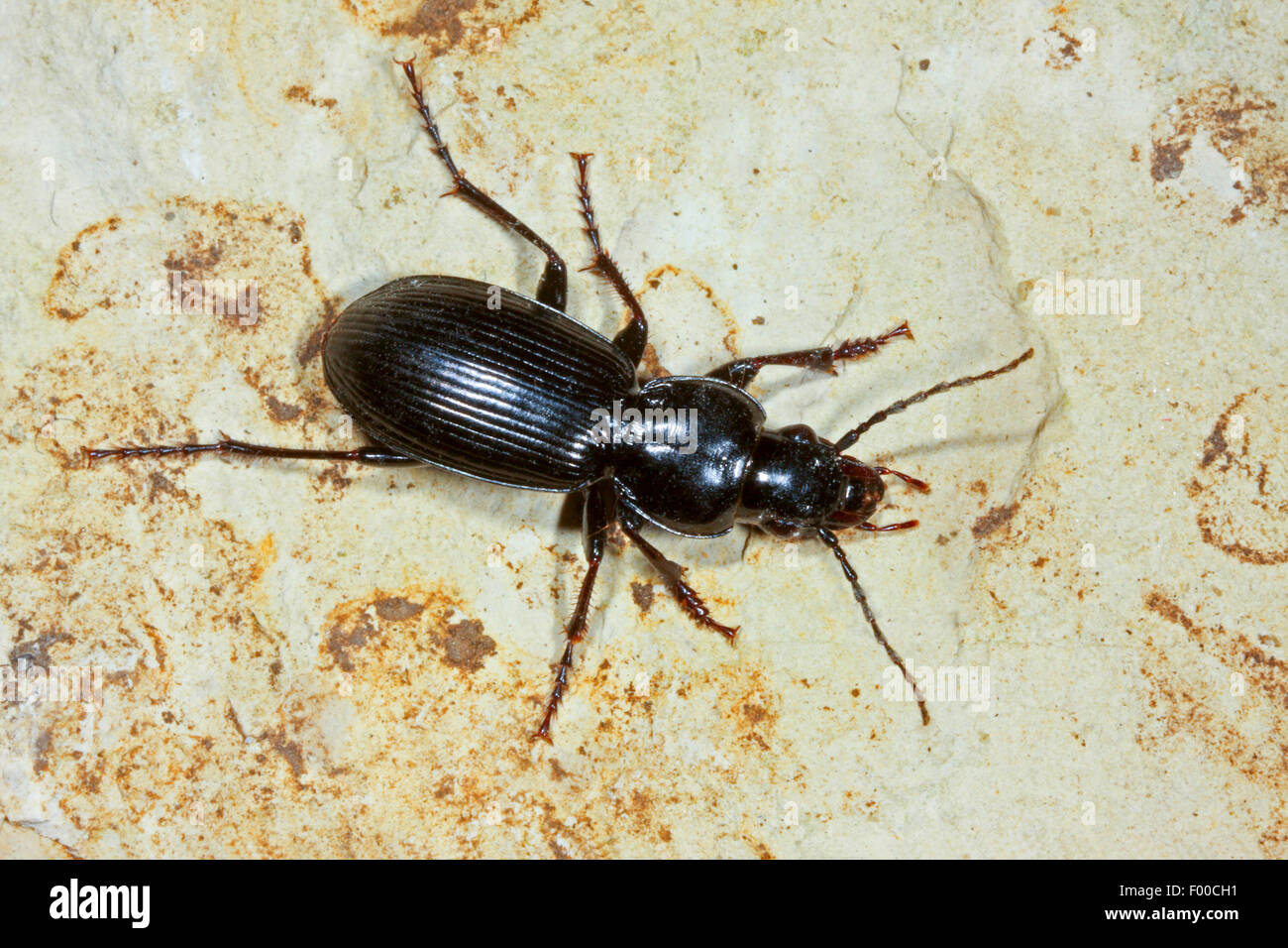 Black Clock Beetle, Black garden beetle (Pterostichus madidus), on a