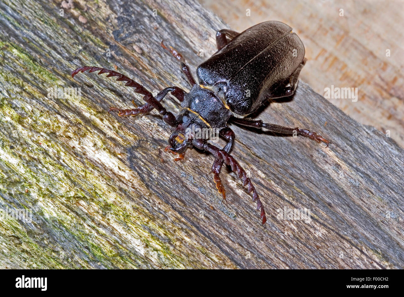 Prionus longhorn beetle, Greater British longhorn, The tanner, The sawyer (Prionus coriarius), male, Germany Stock Photo