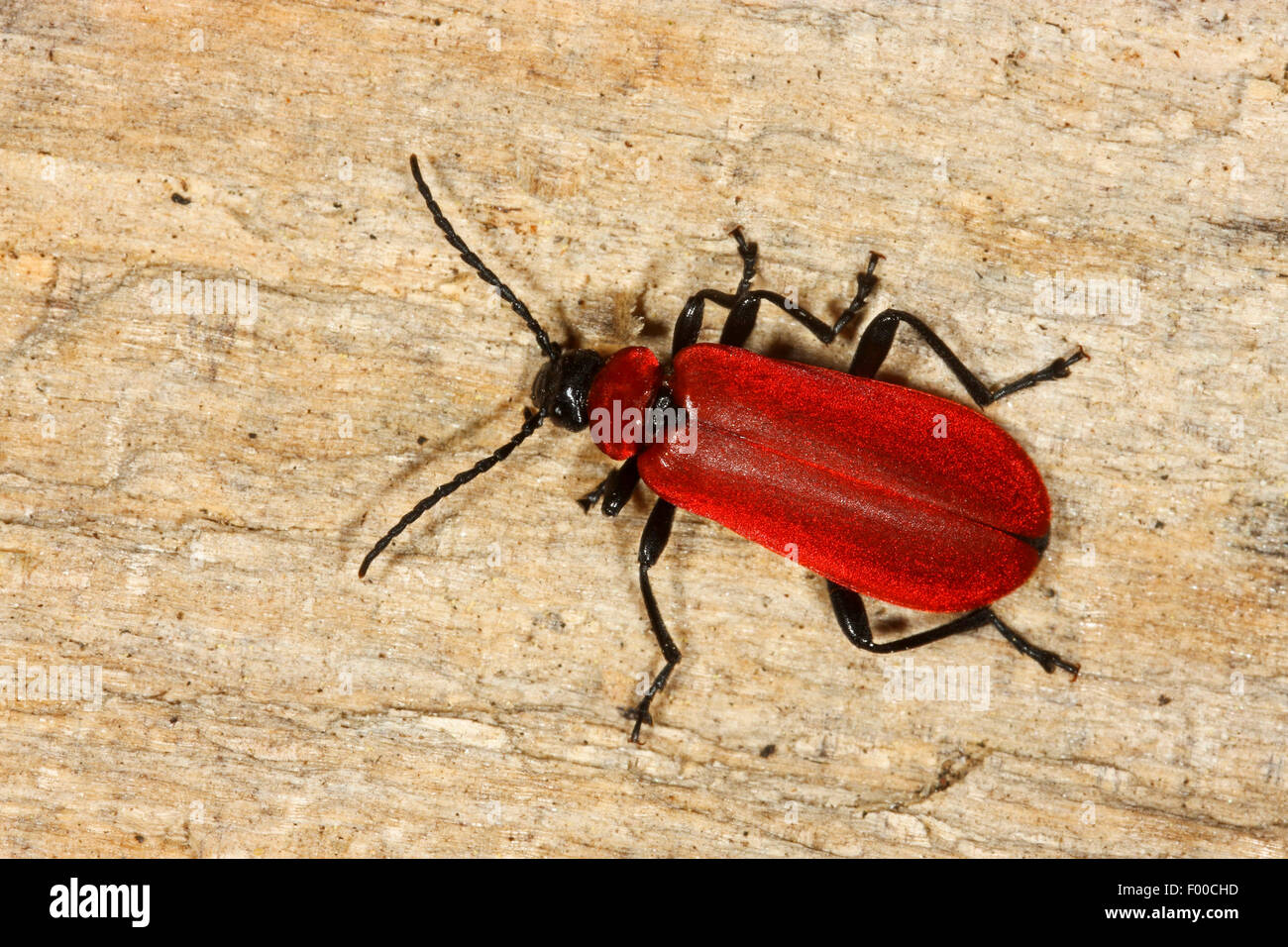 Scarlet fire beetle hi-res stock photography and images - Alamy