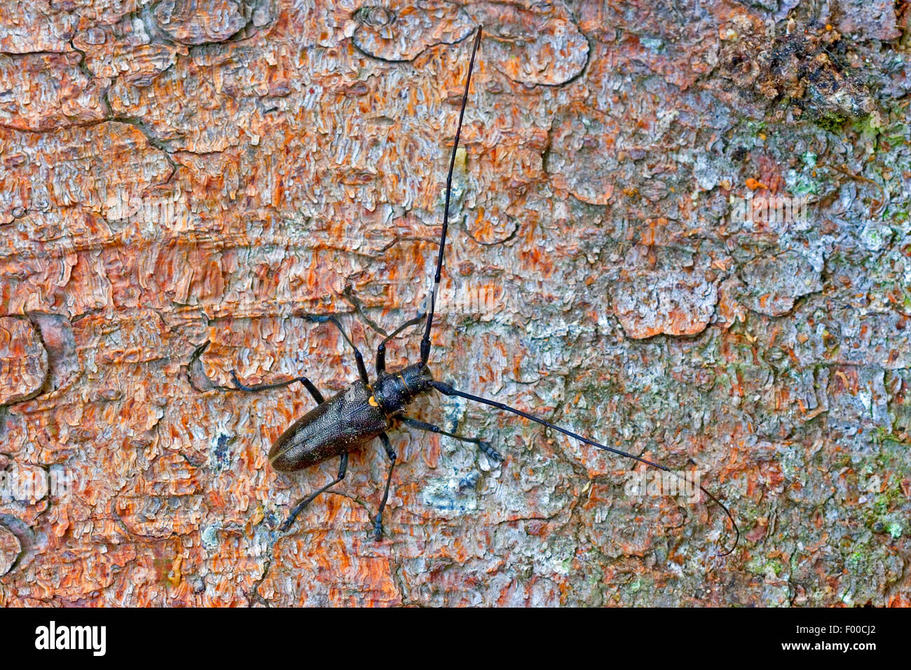 Carpenter sawyer beetle (Monochamus sartor), male on bark, Germany Stock Photo