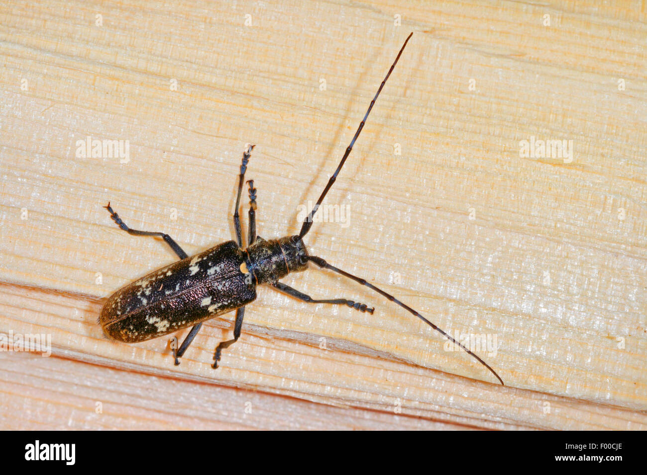 Carpenter sawyer beetle (Monochamus sartor), female, Germany Stock Photo
